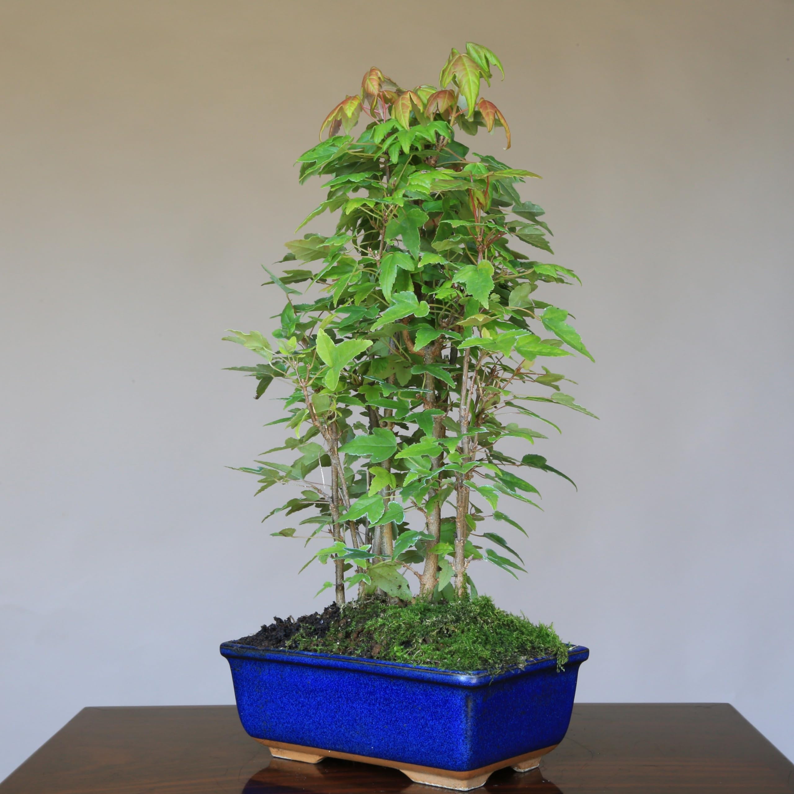 Amazon.co.jp: カエデ【楓】寄せ植え 小品盆栽【泰寿園Online】 : DIY
